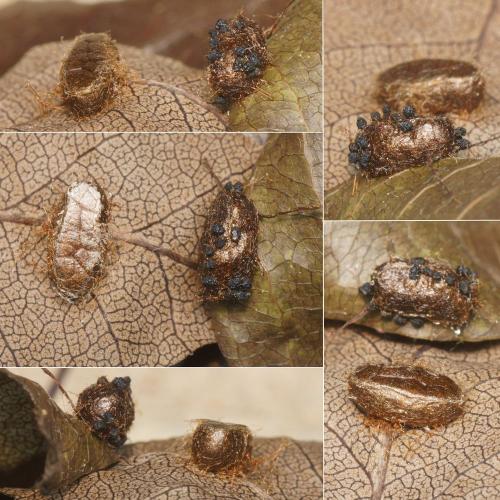 Réf. 255 318 : Pristiphora abbreviata